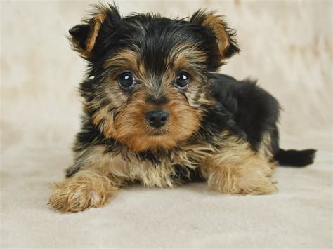 adorable teacup yorkies